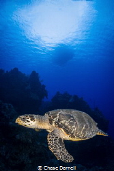 "Turtle Time"
A Hawksbill Turtle swims along the edge of... by Chase Darnell 